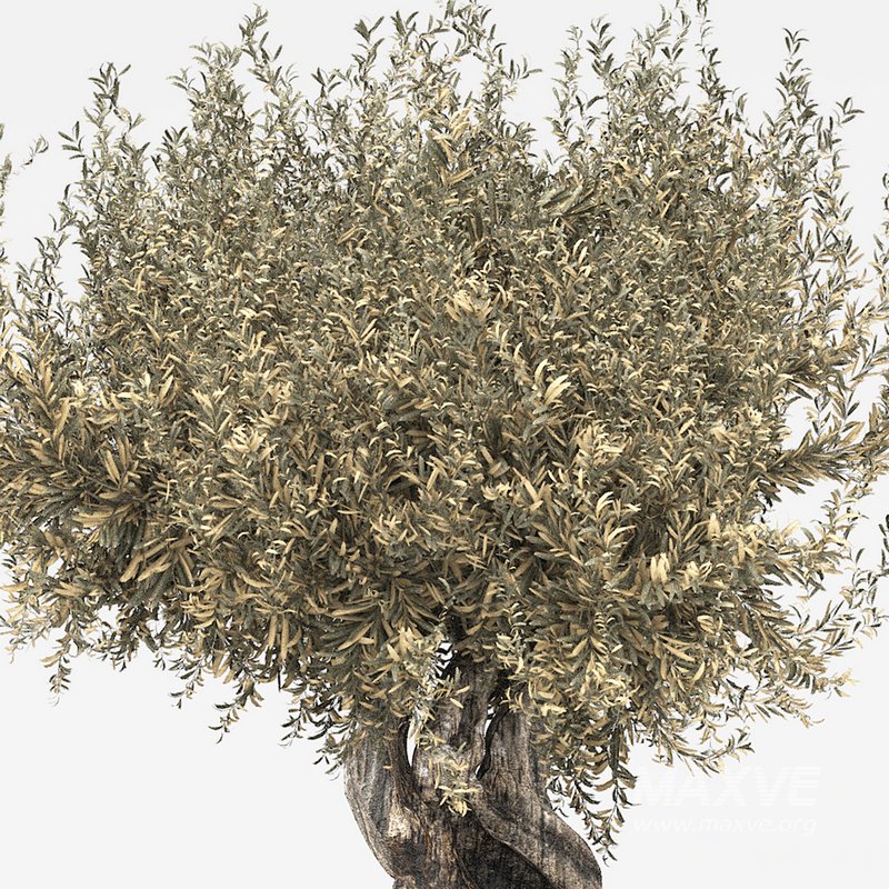 olive tree in pot - Image 3