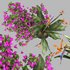 Bird of paradise flower and bougainvillea tree - Thumbnail 2