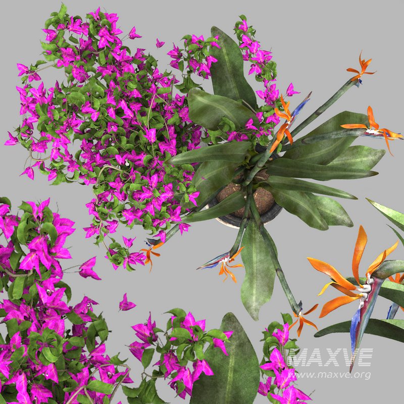 Bird of paradise flower and bougainvillea tree - Image 2