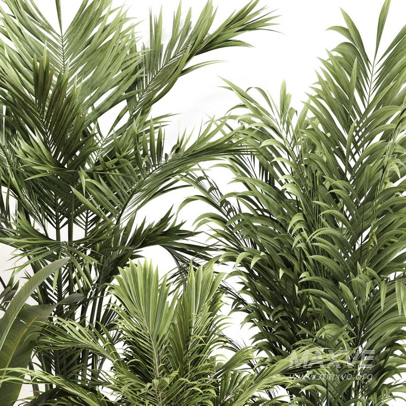 Indoor Plant Set 0112 - Image 4