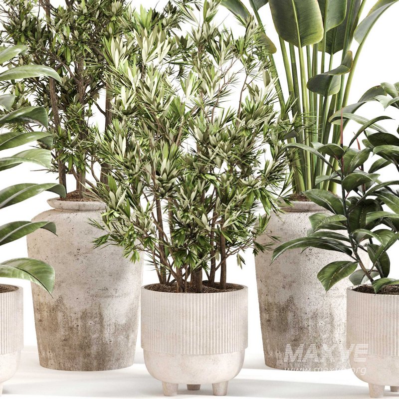 Indoor Plant Set 0110 - Image 2