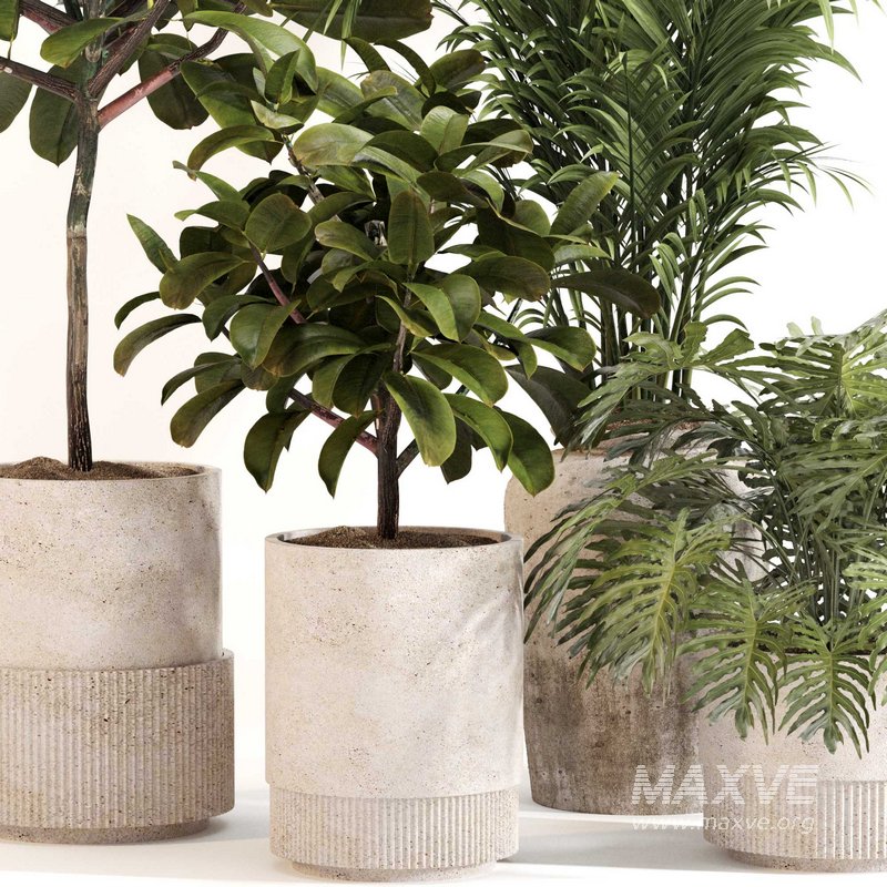 Indoor Plant Set 0111 - Image 3