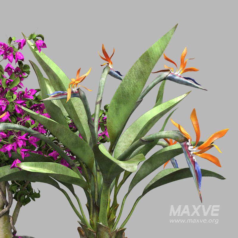 Bird of paradise flower and bougainvillea tree - Image 3