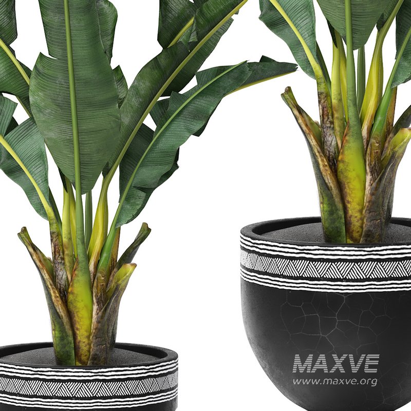 tropical indoor plant tree - Image 4