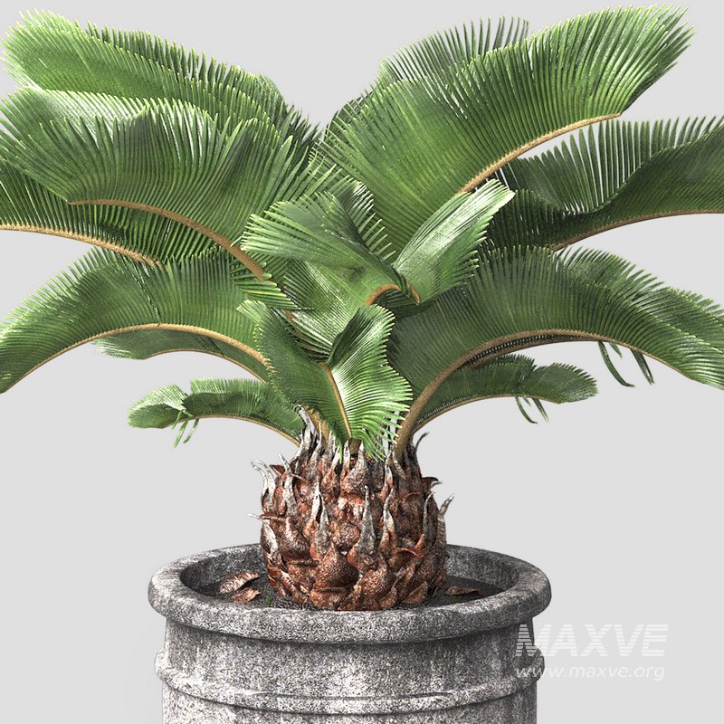 sago palm tree - Image 2