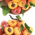 bowl of apricots and peaches - Thumbnail 3