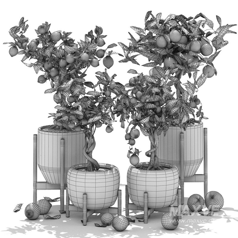 Collection of plants 002 lemons and oranges trees - Image 2