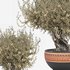 olive tree in pot - Thumbnail 4