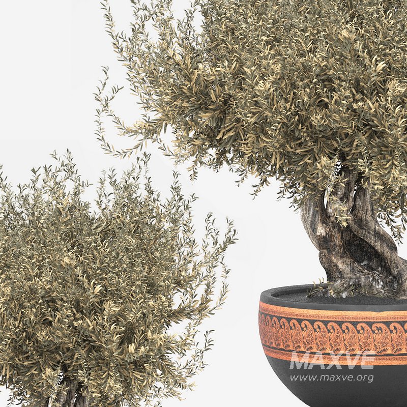 olive tree in pot - Image 4