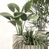 Indoor Plant Set 0108 - Thumbnail 5