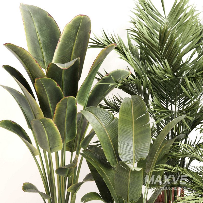 Indoor Plant Set 0112 - Image 3