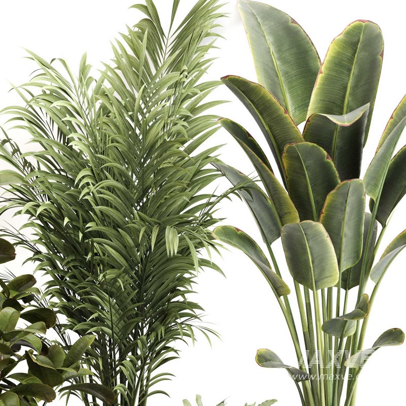 Indoor Plant Set 0111 - Image 2