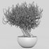 olive tree in pot - Thumbnail 2