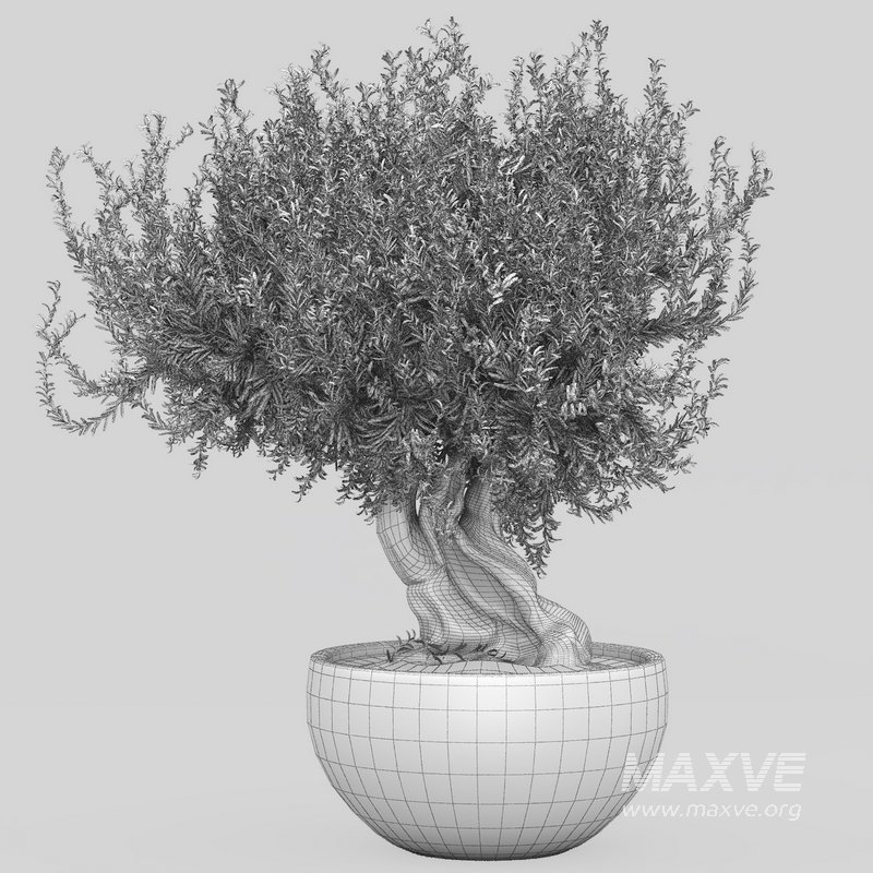 olive tree in pot - Image 2