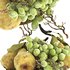 bowl of pears and grapes - Thumbnail 3