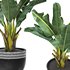 tropical indoor plant tree - Thumbnail 5