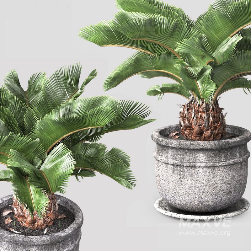 sago palm tree - Image 5