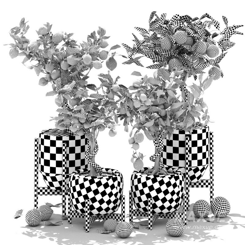 Collection of plants 002 lemons and oranges trees - Image 3