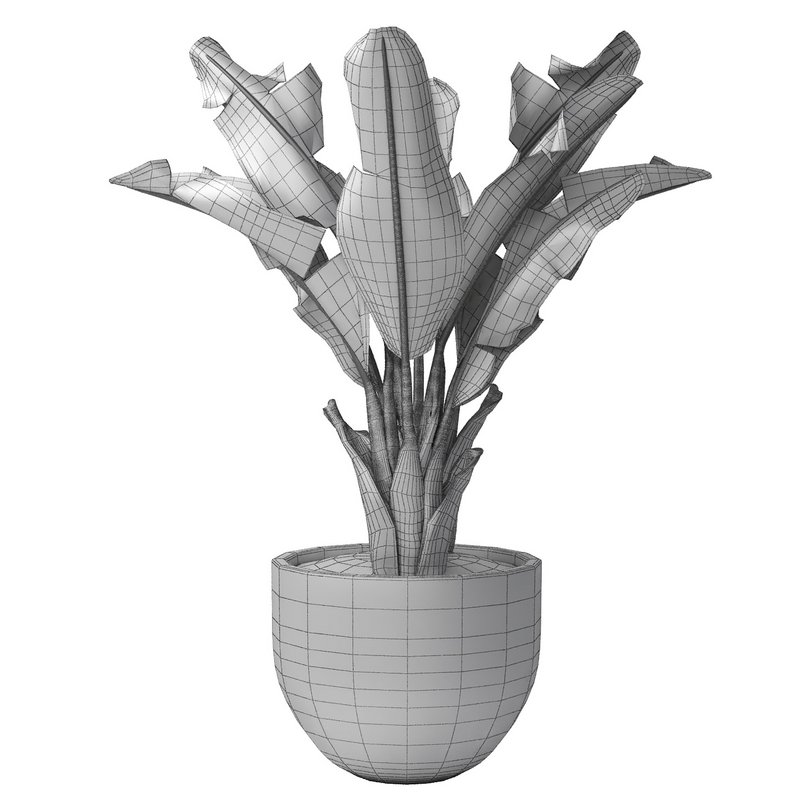 tropical indoor plant tree - Image 3