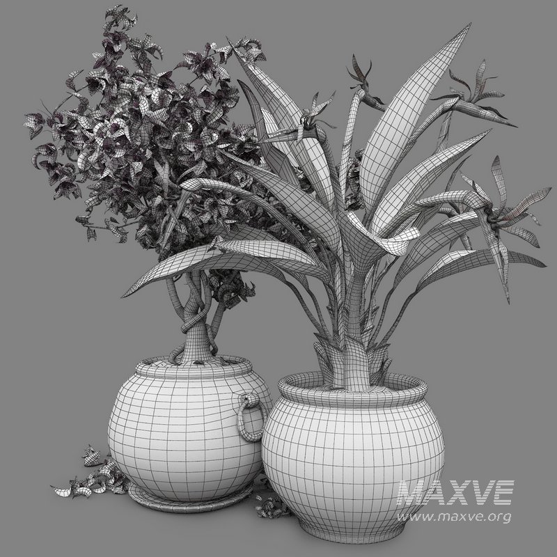 Bird of paradise flower and bougainvillea tree - Image 5