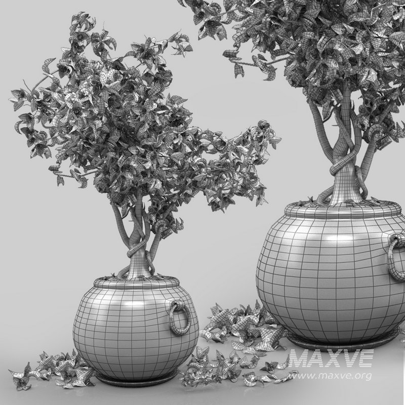 Bird of paradise flower and bougainvillea tree - Image 6