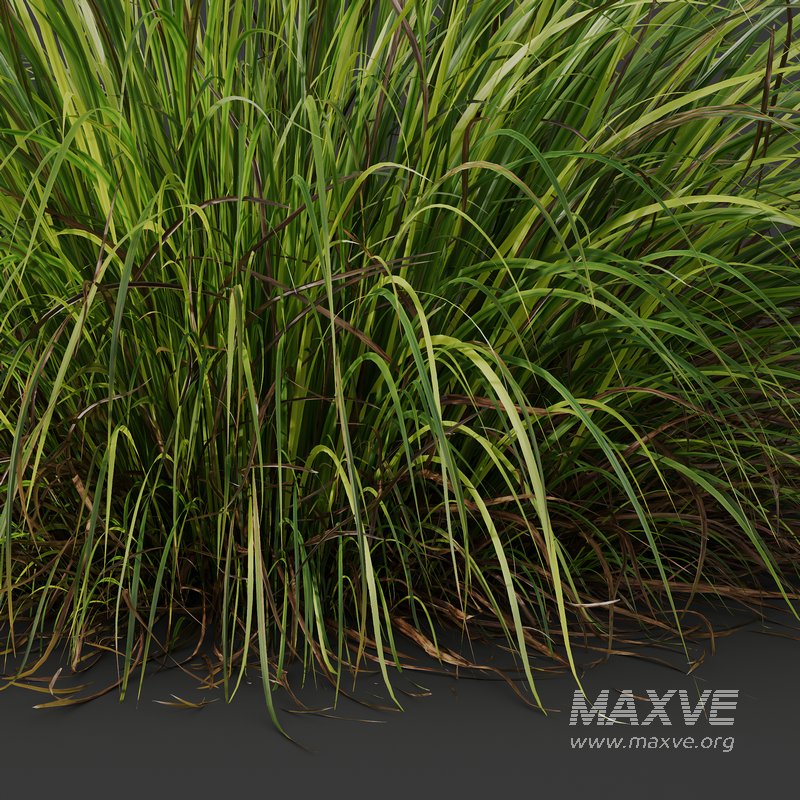 Carex Elata Aurea Grass and Molinia Caerulea - Image 8