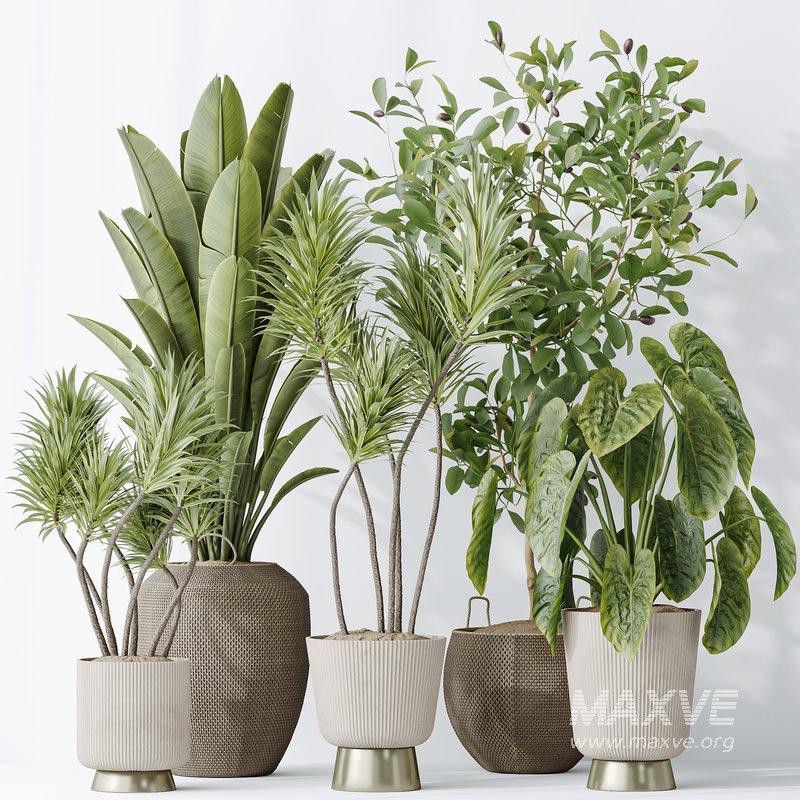 Indoor plants set 114 Spineless Yucca and Ravenala Banana Strelitzia - Image 7