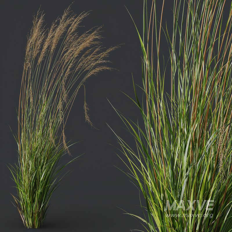 Molinia Caerulea Heidebraut Kleines Pfeifengras 02 - Image 5