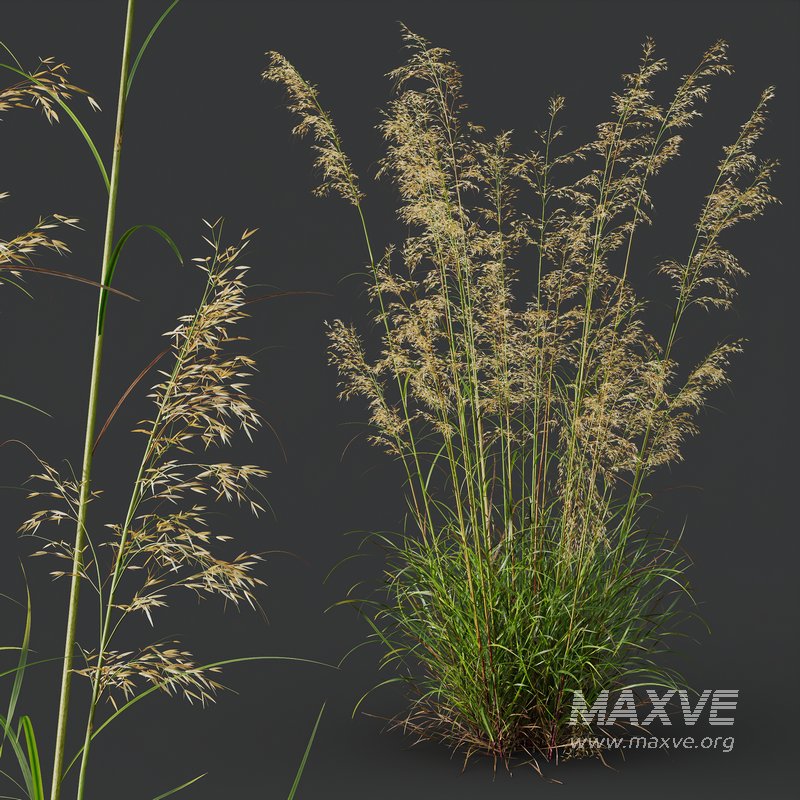 Celtica Gigantea Stipa Golden Oats and Carex Elata Aurea Grass - Image 8