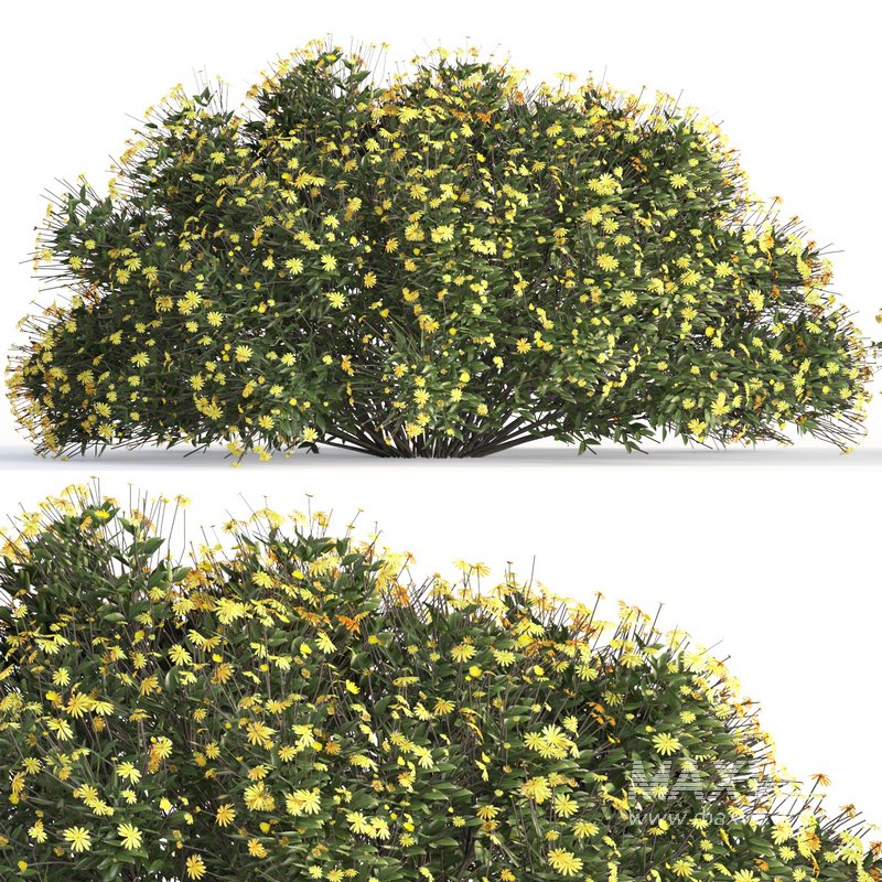 bush garden Chrysactinia mexicana - Image 2