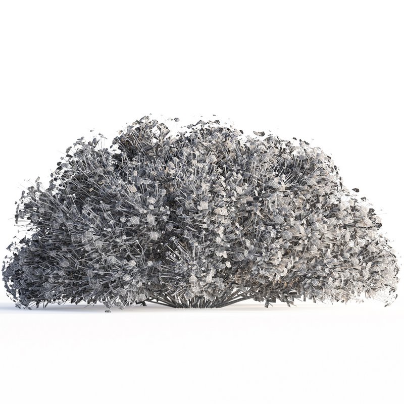 bush garden Chrysactinia mexicana - Image 3