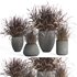 outdoor indoor plant007 Saabira charcoal - Thumbnail 1