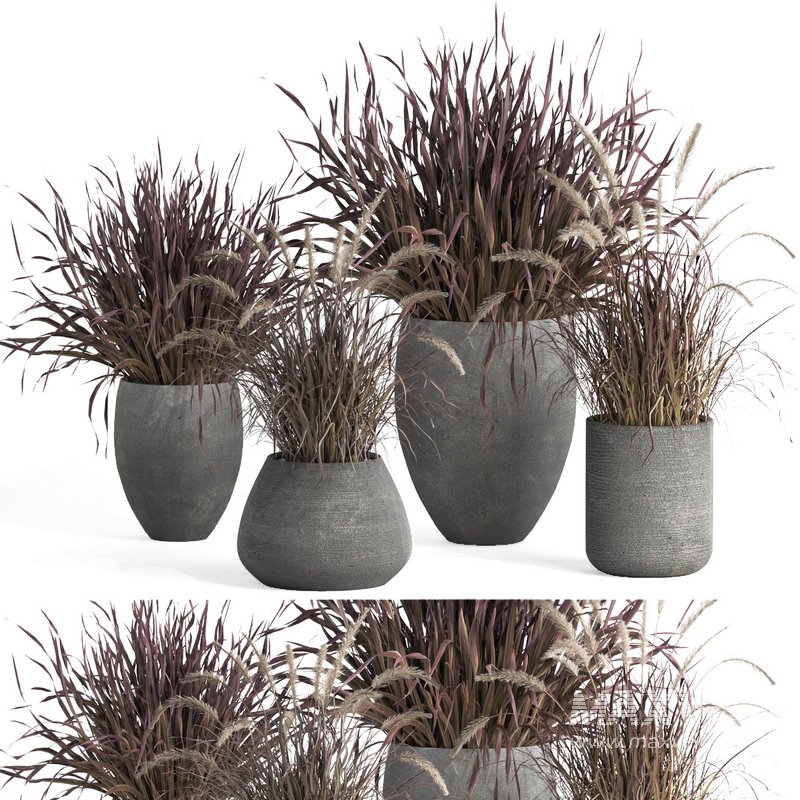 outdoor indoor plant007 Saabira charcoal - Image 1
