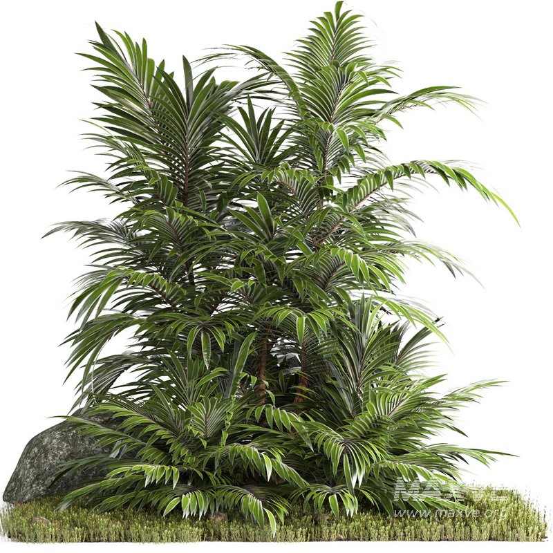 outdoor garden tree plant014 palm tree - Image 1