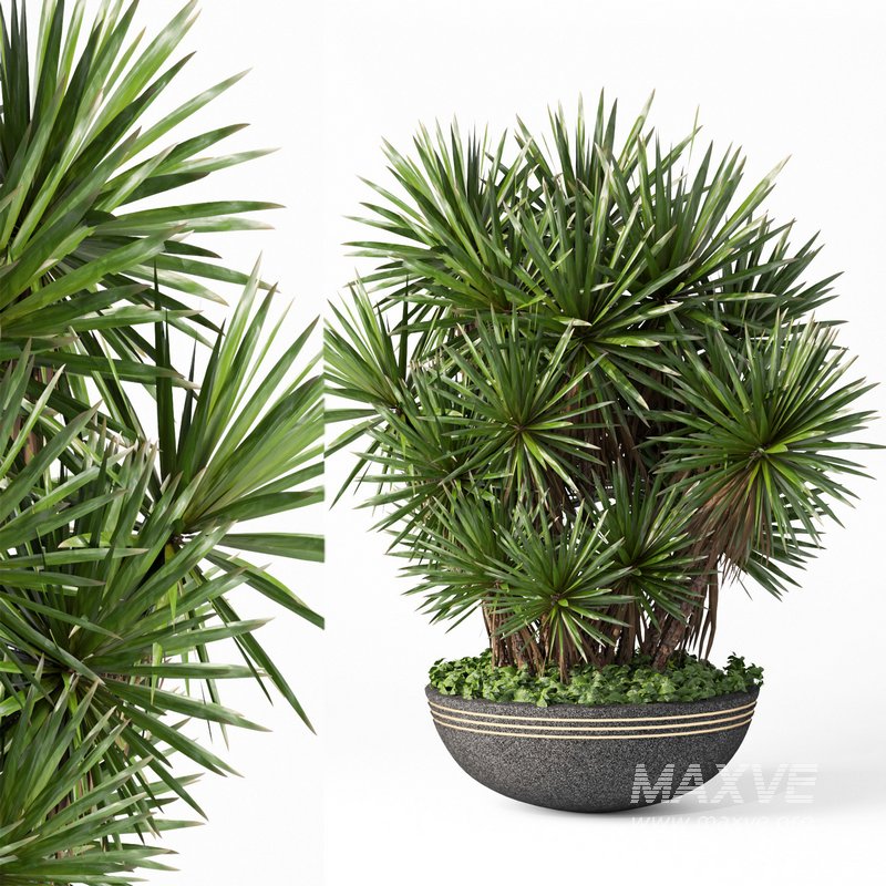 indoor plant set014 palm tree plant - Image 1