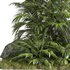 outdoor garden tree plant014 palm tree - Thumbnail 2