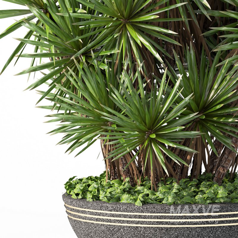 indoor plant set014 palm tree plant - Image 2