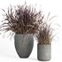 outdoor indoor plant007 Saabira charcoal - Thumbnail 2