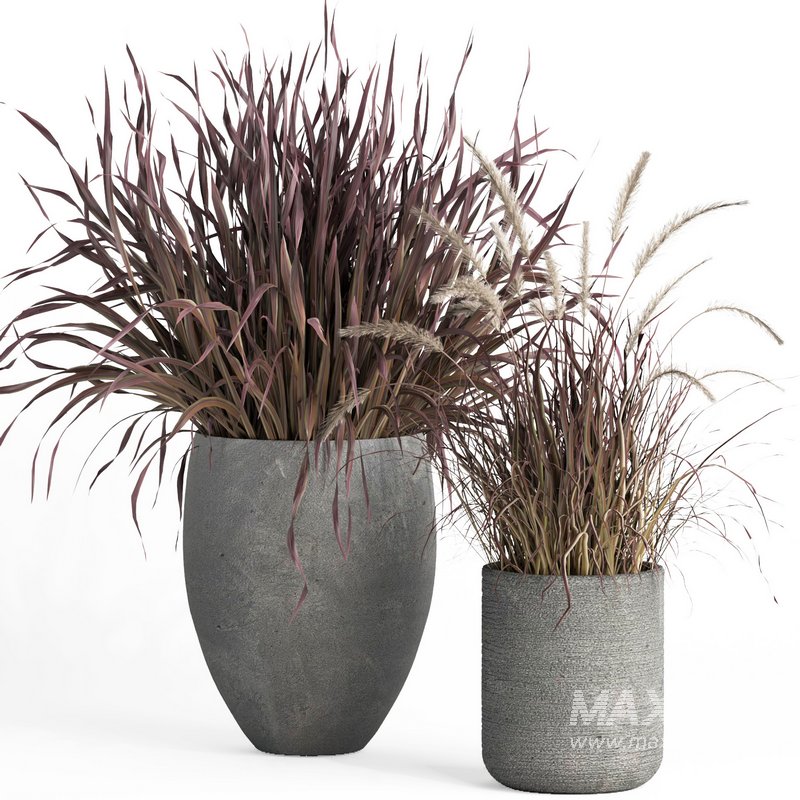 outdoor indoor plant007 Saabira charcoal - Image 2