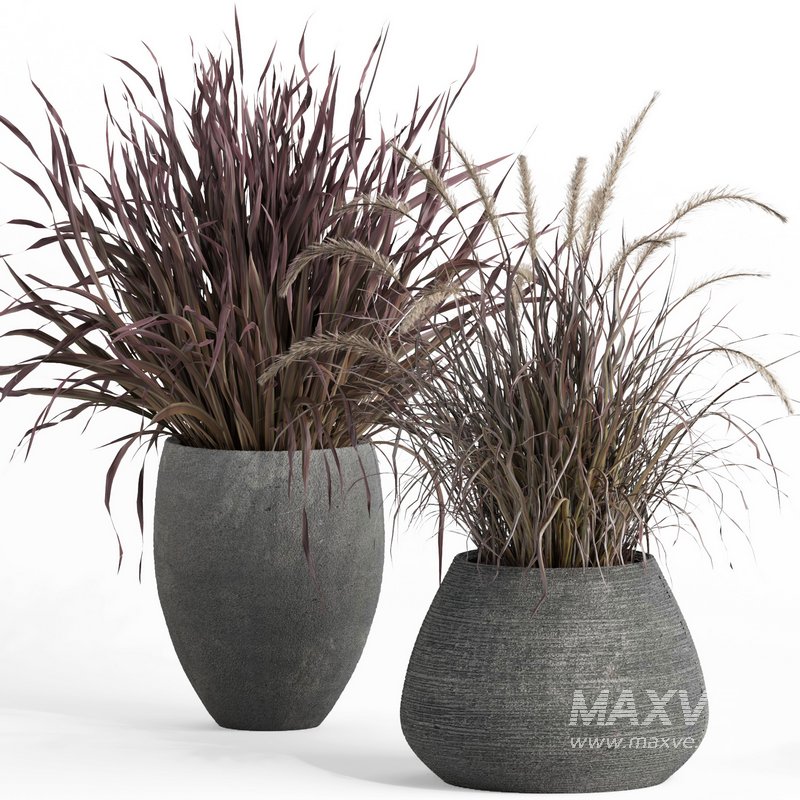 outdoor indoor plant007 Saabira charcoal - Image 3