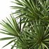 indoor plant set014 palm tree plant - Thumbnail 3