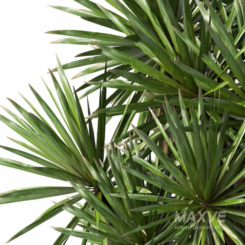 indoor plant set014 palm tree plant - Image 3