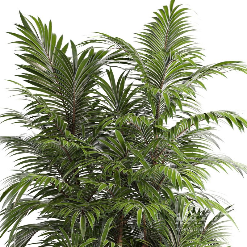 outdoor garden tree plant014 palm tree - Image 3
