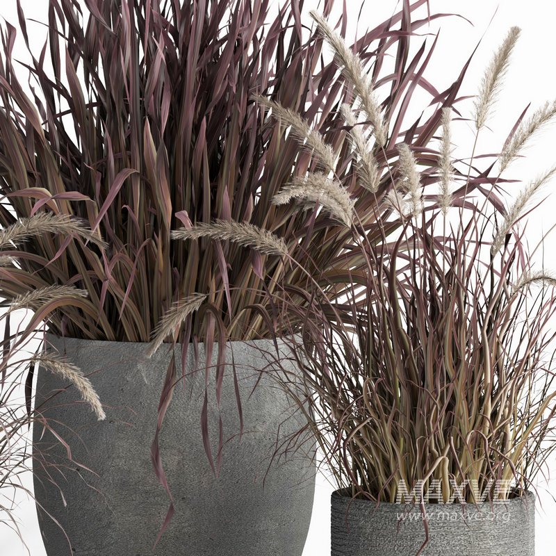 outdoor indoor plant007 Saabira charcoal - Image 4