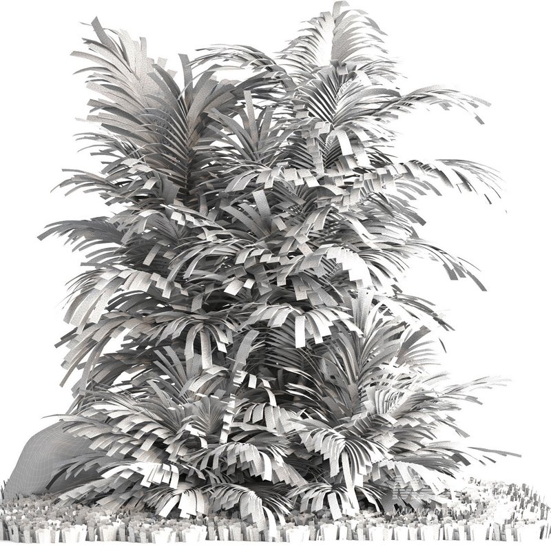 outdoor garden tree plant014 palm tree - Image 4