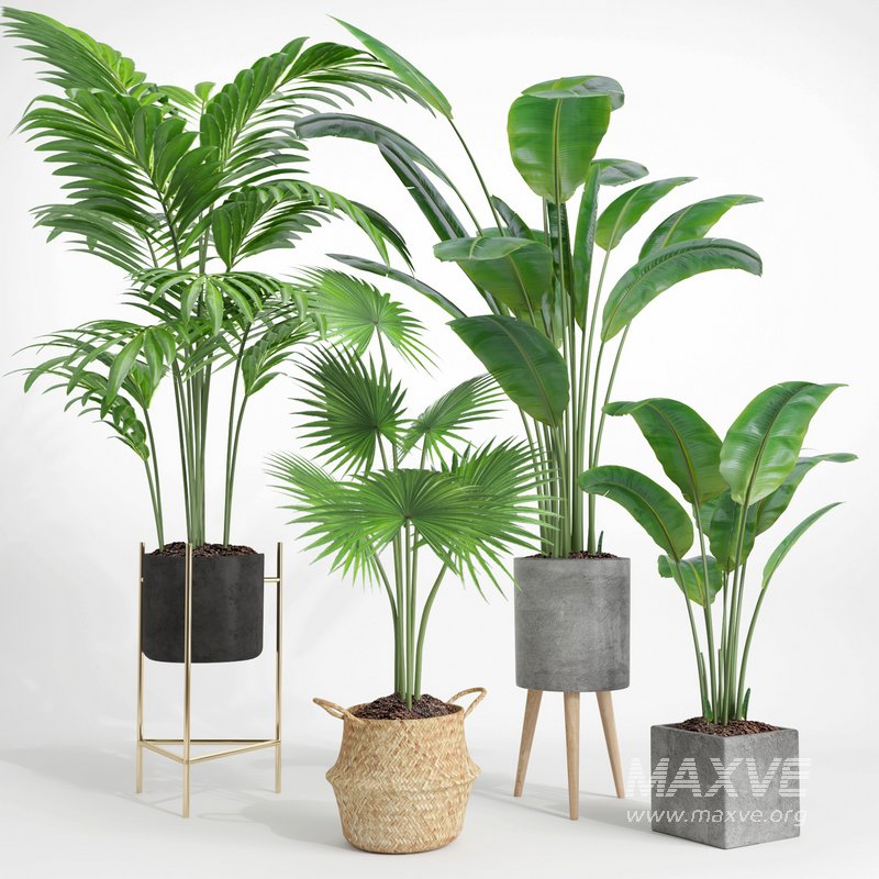 indoor plant set002 - Image 1