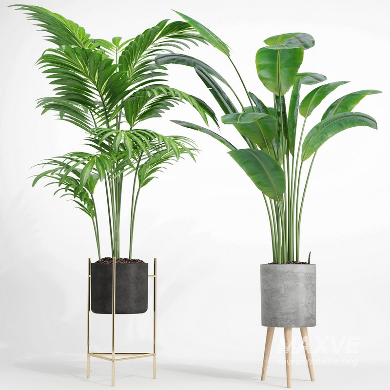 indoor plant set002 - Image 2