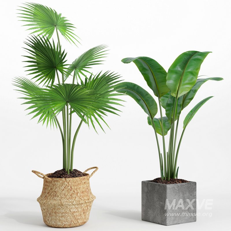 indoor plant set002 - Image 3