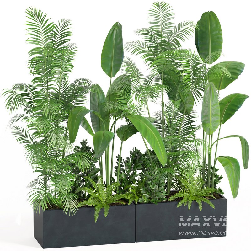 indoor plant set004 - Image 1