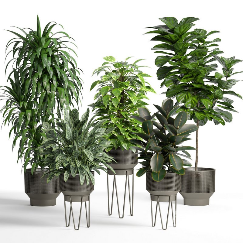 indoor plant set005 collection - Image 1